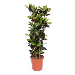 Codiaeum Iceton (Croton Iceton) - 140 cm - ø27 (8721055690047)