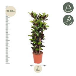 Codiaeum Iceton (Croton Iceton) - 140 cm - ø27 (8721055690047)