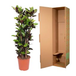 Codiaeum Iceton (Croton Iceton) - 140 cm - ø27 (8721055690047)