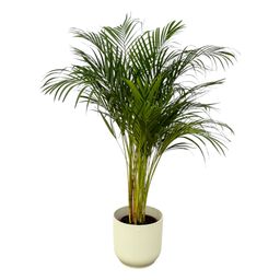 Areca palm - ↨130cm - Ø24cm inclusief elho Vibes Fold Round wit D30xH27 (8721081602151)