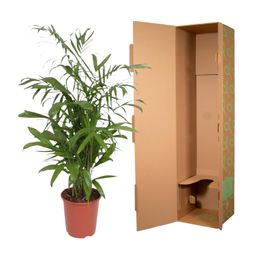 Chamaedorea Seifrizii - 140 cm - ø27 (8721022569956)