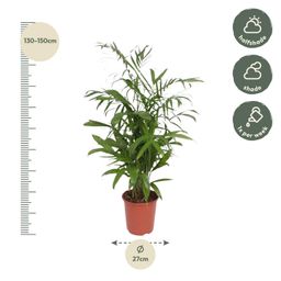 Chamaedorea Seifrizii - 140 cm - ø27 (8721022569956)