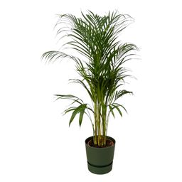 Areca palm - ↨110cm - Ø21cm inclusief elho Greenville Round groen D24xH23 (8721081602014)