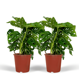2x Monstera Monkey Leaf - Gatenplant - 30cm - ø12 (10270)