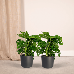 2x Monstera Monkey Leaf - Gatenplant - 30cm - ø12 (10270)