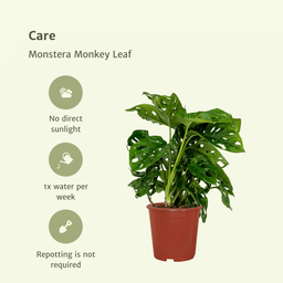 2x Monstera Monkey Leaf - Gatenplant - 30cm - ø12 (10270)