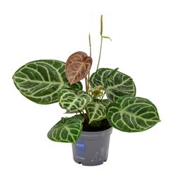 Anthurium Crystal Hybride Compact (11081)