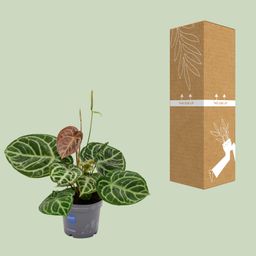 Anthurium Crystal Hybride Compact (11081)