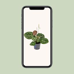 Anthurium Crystal Hybride Compact (11081)
