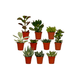Succulenten Mix - 10 stuks (10226)