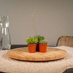 Succulenten Mix - 10 stuks (10226)