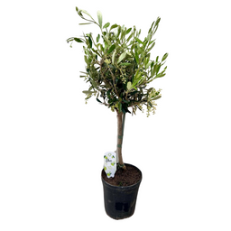Olea (08720514877449)