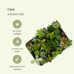 Succulenten Mix - 10 stuks (10226)