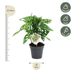 Monstera obliqua 'Monkey Leaf' - 25 cm - ø12 (8721081685116)