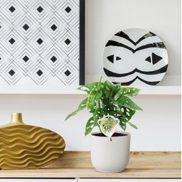 Monstera obliqua 'Monkey Leaf' - 25 cm - ø12 (8721081685116)