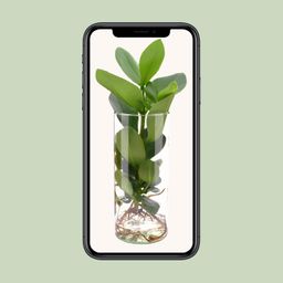Clusia In Cylinder Glas (11131)