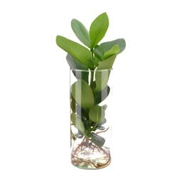 Clusia In Cylinder Glas (11131)