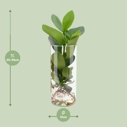 Clusia In Cylinder Glas (11131)