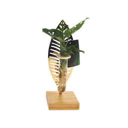 Mother's Day - Kamerplanten Mix In Verona Glas - - 1 stuk (11113)