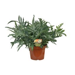 Phlebodium Blue Star (10877)