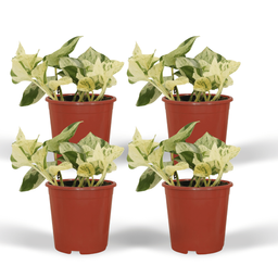 4x Epipremnum Happy Leaf - Scindapsus - 15cm - ø12 (10287)