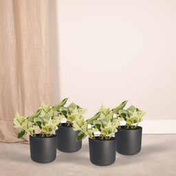 4x Epipremnum Happy Leaf - Scindapsus - 15cm - ø12 (10287)