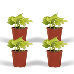 Epipremnum Golden Pothos (Scindapsus) - 4 stuks (10286)