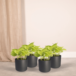 Epipremnum Golden Pothos (Scindapsus) - 4 stuks (10286)