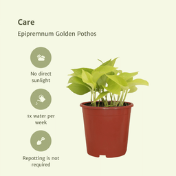 Epipremnum Golden Pothos (Scindapsus) - 4 stuks (10286)