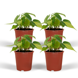 Philodendron Scandens Brasil - 4 stuks (10289)