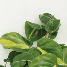 Philodendron Scandens Brasil - 4 stuks (10289)
