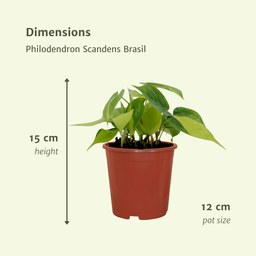 Philodendron Scandens Brasil - 4 stuks (10289)