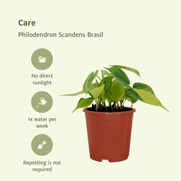 Philodendron Scandens Brasil - 4 stuks (10289)