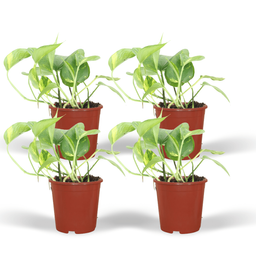 Epipremnum Aureum (Scindapsus) - 4 stuks (10285)