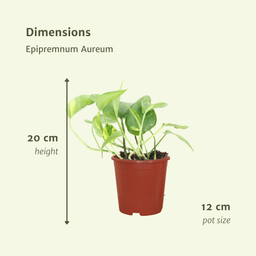 Epipremnum Aureum (Scindapsus) - 4 stuks (10285)