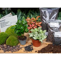 Planten terrarium pakket - Coffea Arabica - Navulling & Startpakket - DIY (8720872020563)