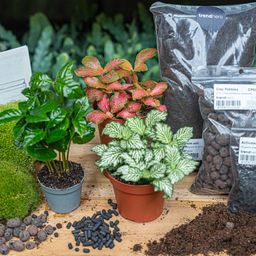Planten terrarium pakket - Coffea Arabica - Navulling & Startpakket - DIY (8720872020563)