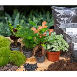 Planten terrarium pakket - 5 planten - Navulling & Startpakket- DIY (8720872021614)