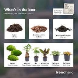Planten terrarium pakket - 5 planten - Navulling & Startpakket- DIY (8720872021614)