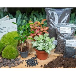 Planten terrarium pakket - Ficus Ginseng bonsai - Navulling & Startpakket - DIY (8720872021539)