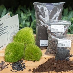 Planten terrarium - Navulling & startpakket maat L/XL - DIY (14656)