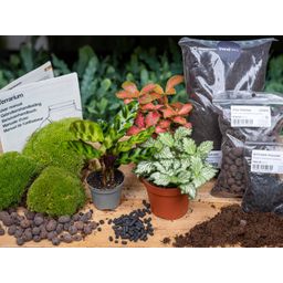 Planten terrarium pakket - Calathea Lancifolia - Navulling & Startpakket - DIY (14654)