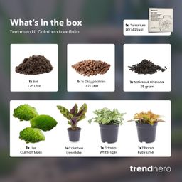 Planten terrarium pakket - Calathea Lancifolia - Navulling & Startpakket - DIY (14654)