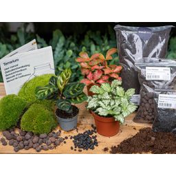 Planten terrarium pakket - Calathea Makoyana - Navulling & Startpakket - DIY - Package 2 (8720872020556)