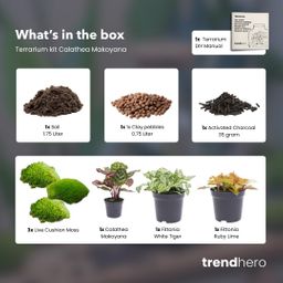 Planten terrarium pakket - Calathea Makoyana - Navulling & Startpakket - DIY - Package 2 (8720872020556)