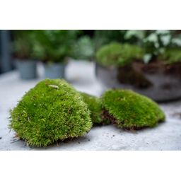 Planten terrarium pakket - Calathea Makoyana - Navulling & Startpakket - DIY - Package 2 (8720872020556)