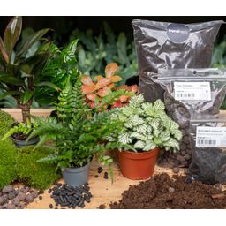 Planten terrarium pakket - Jungle - Navulling & Startpakket - DIY (8720872021171)