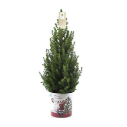 Plants by frank Kleine Kerstboom in Kerstmis sierpot - 70 cm - Picea Glauca Conica - Standalone (6095836593530)