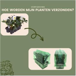 Plants by frank Set van 48 kerstroos planten | 48x Helleborus niger 'Christmas Carol' | 7 cm Ø | 20 cm ↕ (8721001420407)