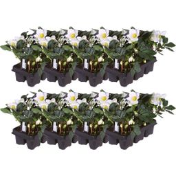 Plants by frank Set van 48 kerstroos planten | 48x Helleborus niger 'Christmas Carol' | 7 cm Ø | 20 cm ↕ (8721001420407)